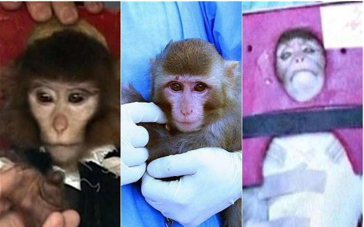 De bizarre metamorfose van het Iraanse ruimteaapje. Beeld 