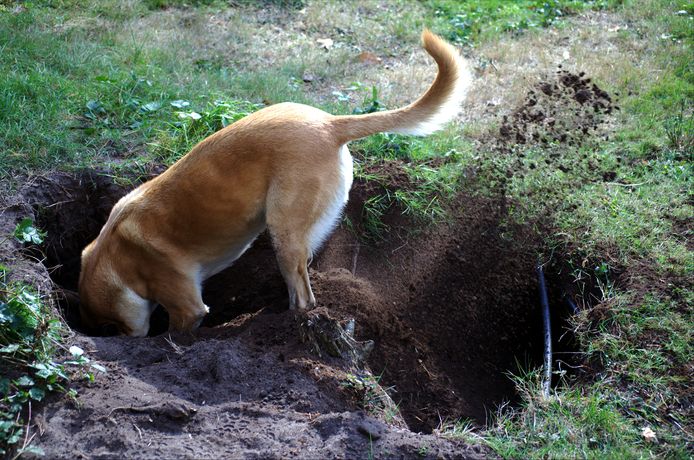 Een gravende hond (illustratiebeeld).