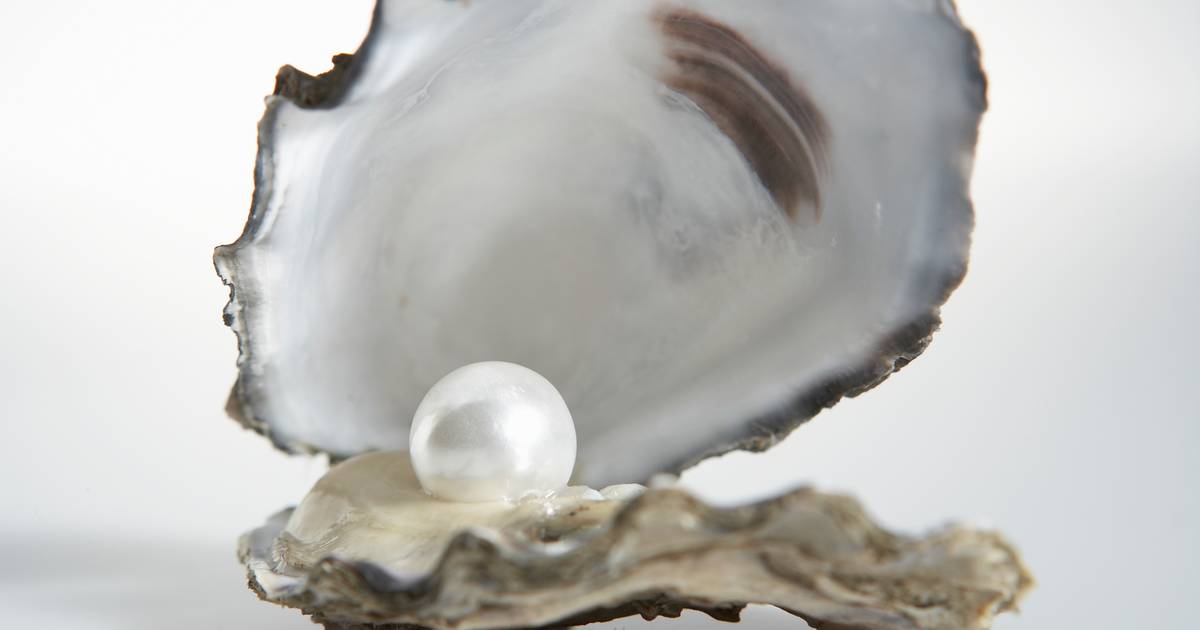 Waarom groeien parels in een oester? De Krant hln.be