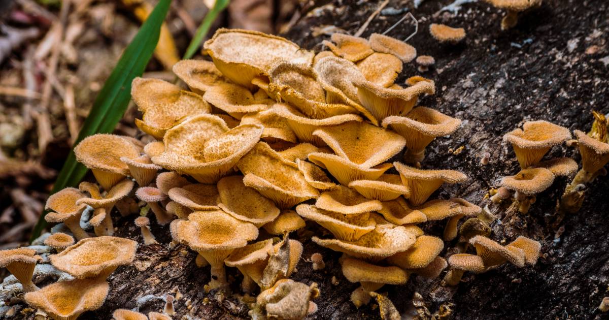 Van oesterzwammen tot porcini: drie fantastische gerechten met paddenstoelen, perfect voor de herfst