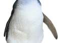 Duizenden dode dwergpinguïns aan Nieuw-Zeelandse kust