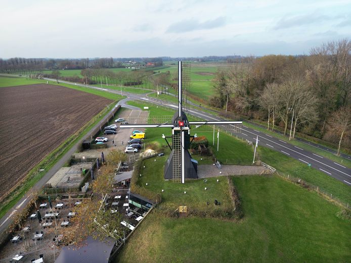 Hoe hoge bomen wisselvallig pannenkoekenmeel veroorzaken: ‘Redelijk ...
