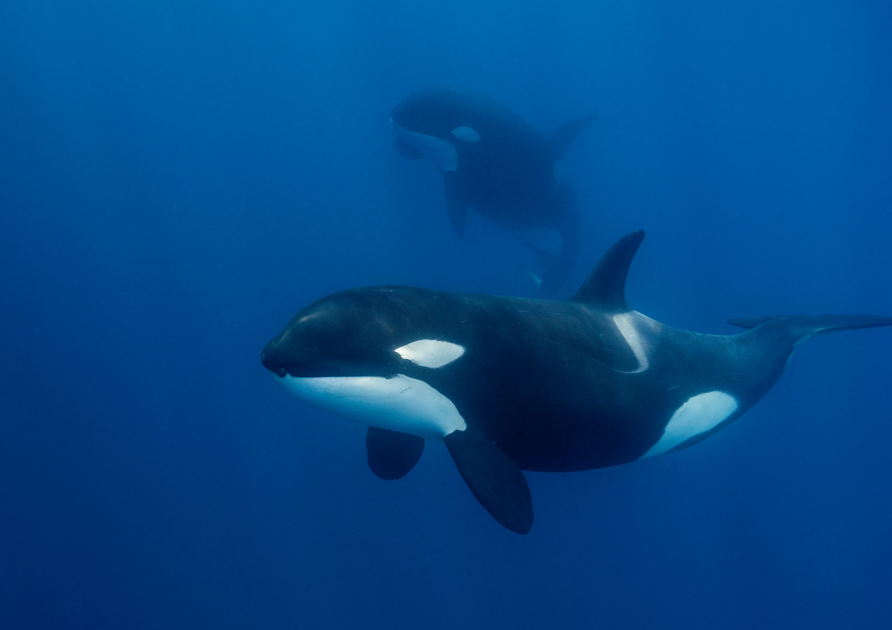 Echte ‘killer whales’: voor het eerst vastgelegd hoe orka’s zelfs het ...