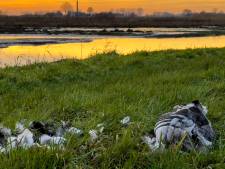 Vermoeden van vogelgriep in Randmeren bij Putten na vondst tientallen dode ganzen; wat moet je doen als je een dode vogel ziet?