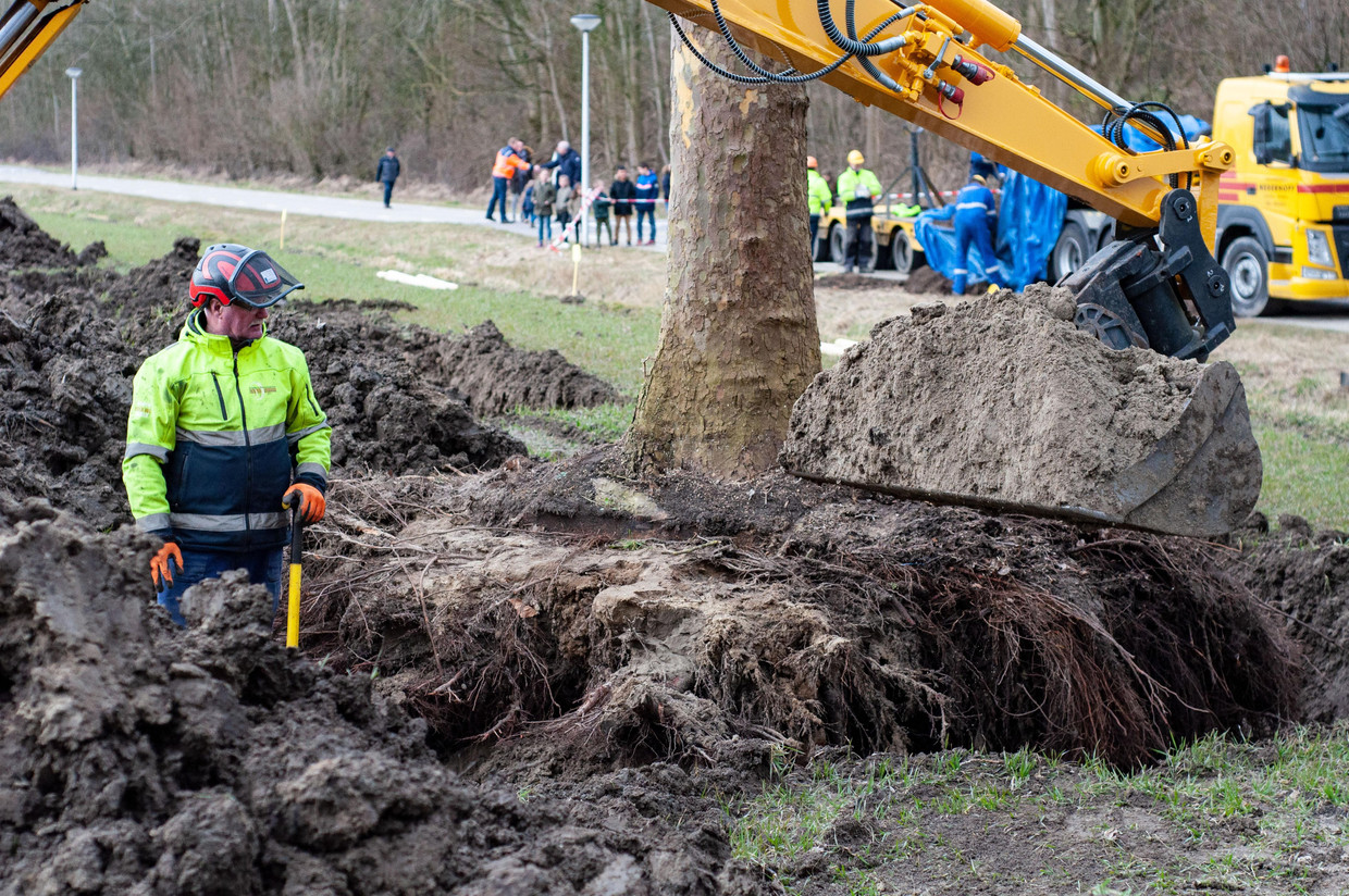 De bewerkelijke wortelkluit. Beeld Eric Verheijen, Lyfter