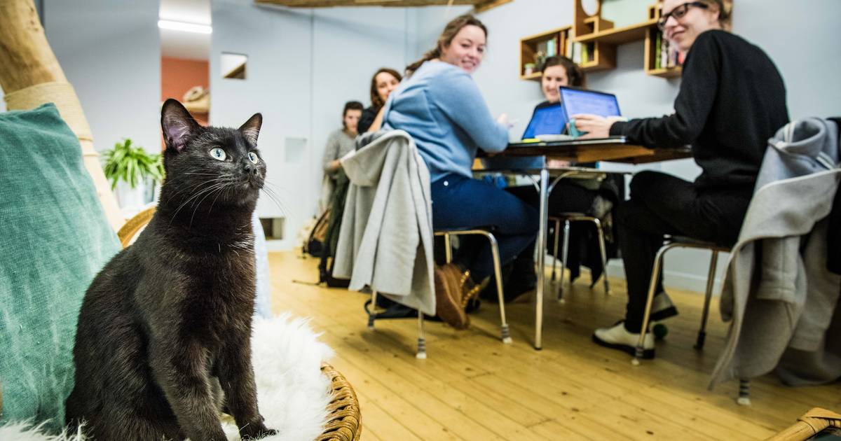 Kattencafé DreamCATchers verhuist naar Baudelokaai “We kunnen nu meer