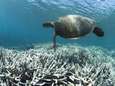 Koraalriffen kunnen tegen 2100 volledig verdwijnen door klimaatverandering