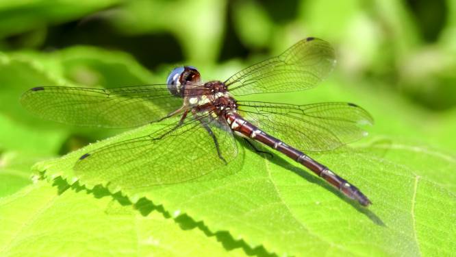 “Hyperalarmerende” studie waarschuwt voor massaal verdwijnen insecten