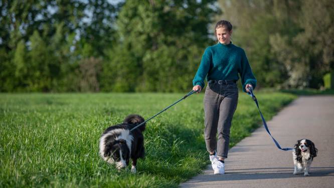Op stap met je hond: ontdek de prachtige natuur en architectuur in Rumbeke