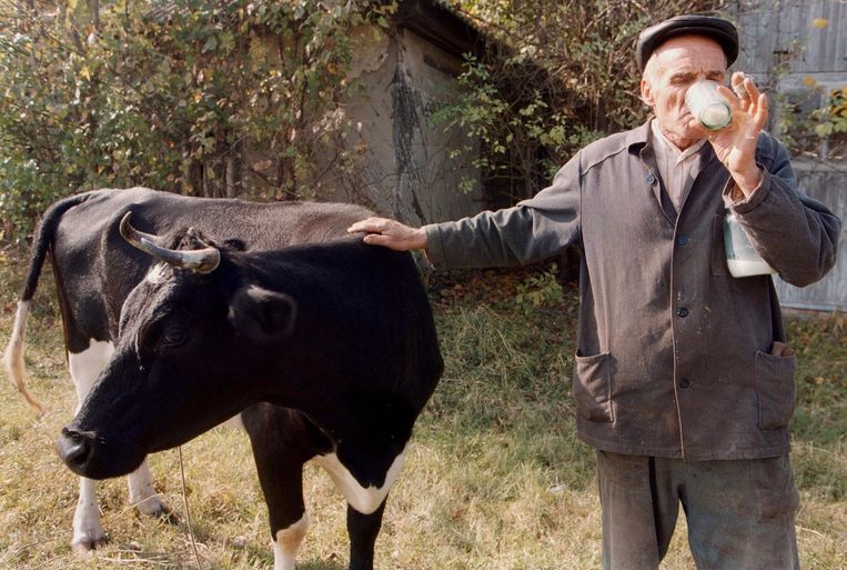Op deze foto gemaakt in 1999 drinkt boer Andrey Rudchenko verse melk van zijn koe binnen de radioactieve zone nabij de kerncentrale in Tsjernobyl. Beeld epa