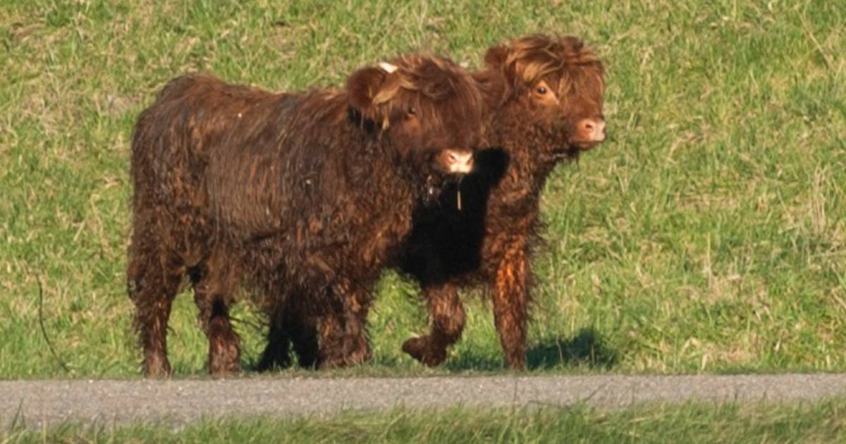 Beheerders ontsnapte hooglanders: 'We willen dat deze nachtmerrie voorbij is!'