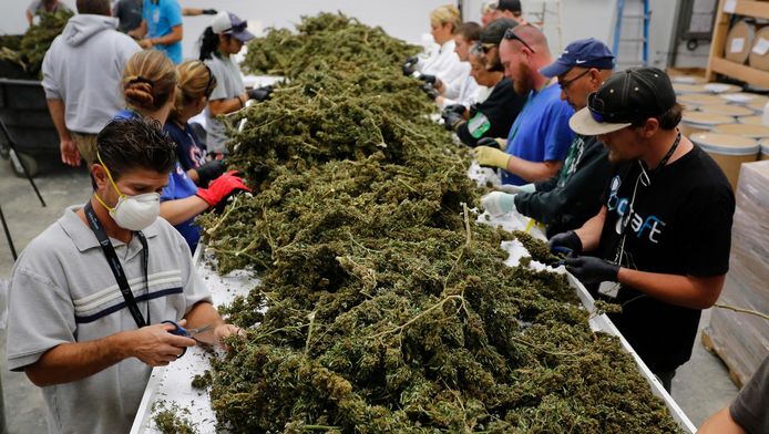 Le Colorado a été le premier état à légaliser la marijuana en 2014