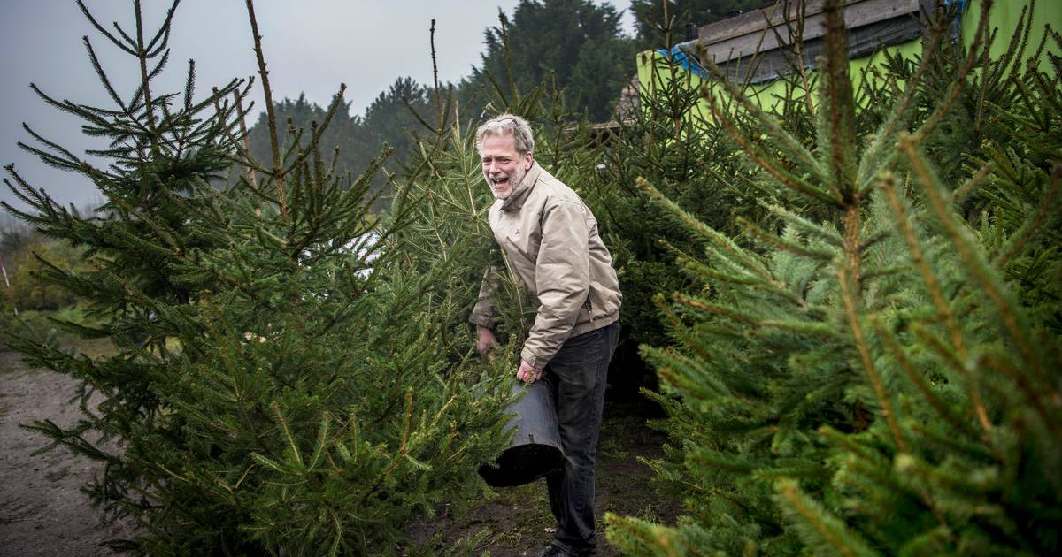 Vrijstelling bekennen Straat Ieder jaar dezelfde kerstboom, is dat wel zo duurzaam? | Wonen | AD.nl