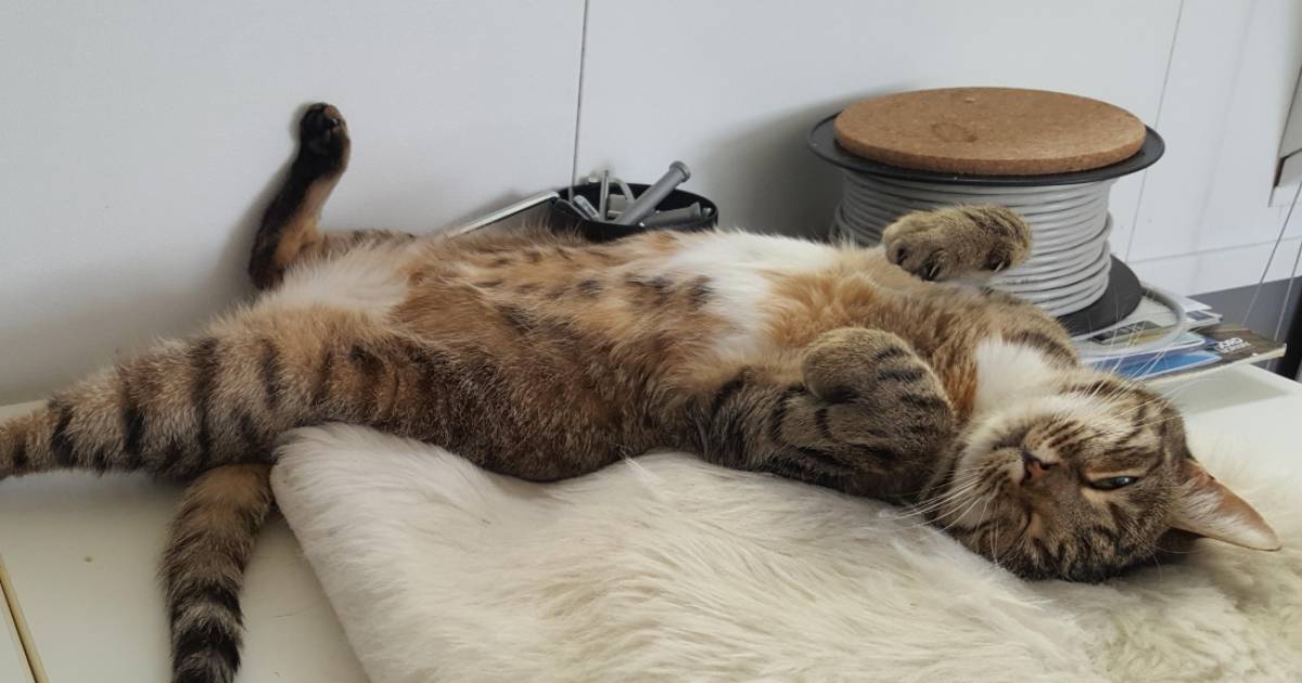 Dennis ha speso quasi 8000 euro per l’intervento chirurgico al suo gatto: “Dopo due settimane l’ho lasciata dormire” |  Money Labs