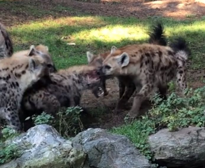 De vrouwelijke hyena's bijten zich vast in het mannetje.