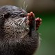 Otter woont echt in Nieuwkoopse Plassen