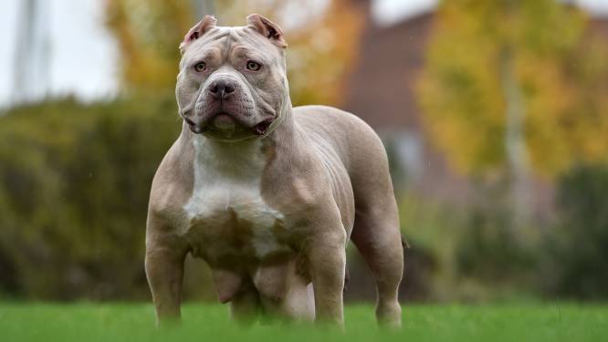 Politie zoekt gevaarlij­ke hond in Steenwijk: ‘Benader hem niet zelf!’