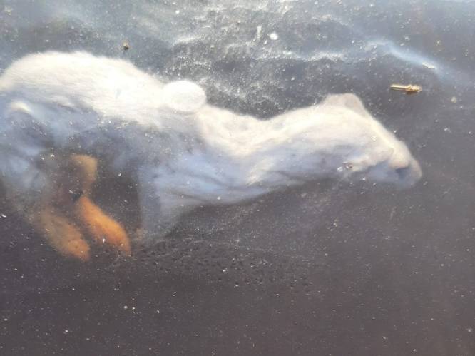 Unieke foto van ingevroren hermelijn onder het ijs: “Dit kom je niet elke dag tegen”