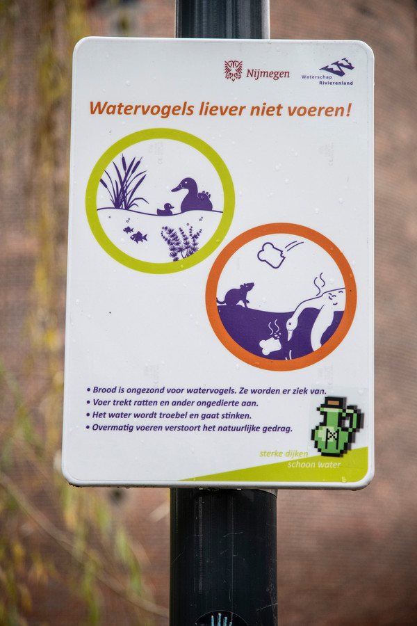 Vogels, vissen en jouw droge boterham maken de vijver in Kronenburgerpark troebel. Nu wordt het