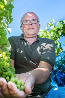 Warm weer wél welkom in wijngaarden: aanwas wachtlijst voor maken Haagse wijnen