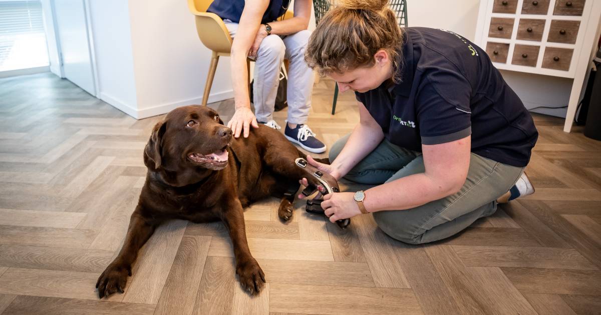 Denise (32) maakt in Westerhoven brace voor bejaarde labrador, maar net zo goed minirollator voor ha