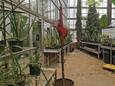 Een Amorphophallus konjac in bloei in de Gentse plantentuin.