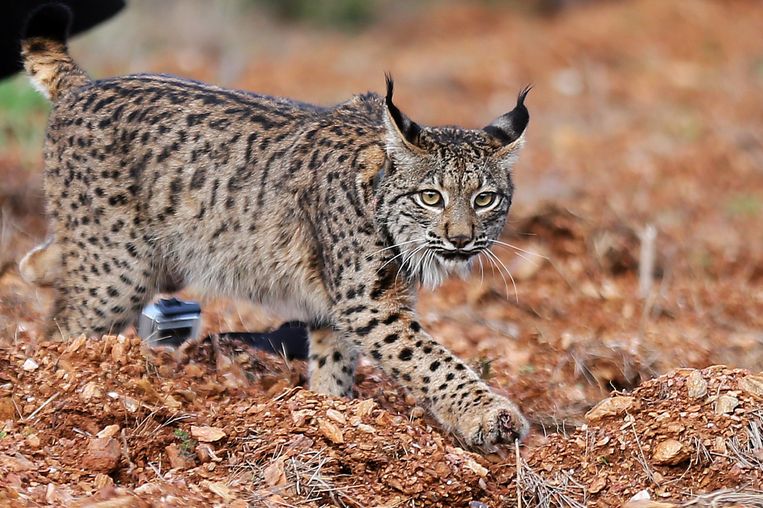 Een in de natuur uitgezette Iberische lynx in Portugal.  Beeld EPA