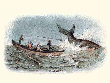 Jacht op een slome zwemmer: de Groenlandse walvis