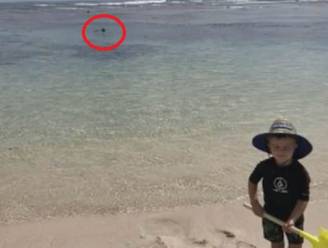 Schattig gezinskiekje blijkt allerlaatste foto van snorkelende papa, die wat later wordt verscheurd door haai