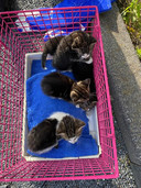 De kittens zijn opgevangen door dierenopvang Maasland en daarna ondergebracht bij een gezin.