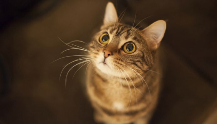 Foto ter illustratie, dit is niet Tommie.