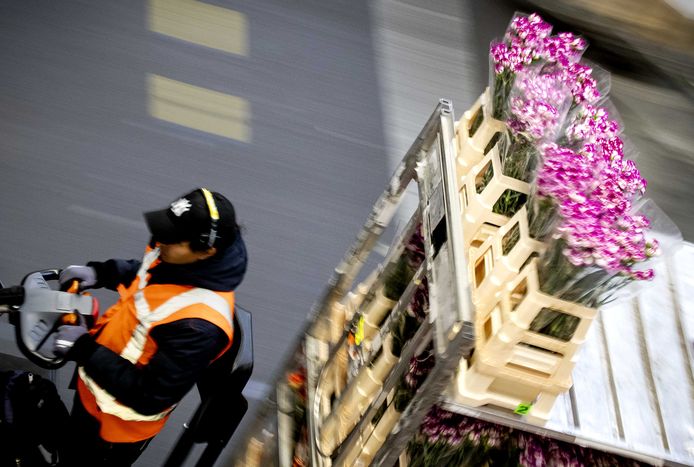 Aanvoer van verse bloemen in de veilinghal van FloraHolland. Sierteelt was vorig jaar het belangrijkste landbouwexportproduct.