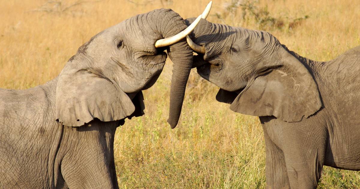 Recherche scientifique surprenante : les éléphants semblent aussi se connaître par leur nom |  NOUVELLES Instagram VTM