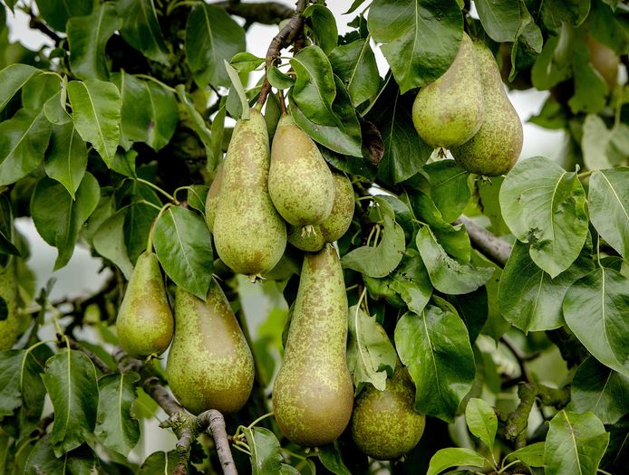 De Aziatische bruingemarmerde schildwants zorgde in Zuid-Europa en in de buurlanden Frankrijk en Duitsland al voor veel schade in de appel- en perenteelt.