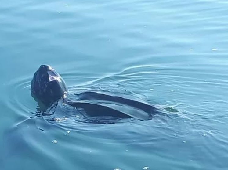 2,5 meter grote lederschildpad zwemt Nederland binnen