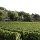 Hagelbuien vernielen wijngaarden rond Bordeaux