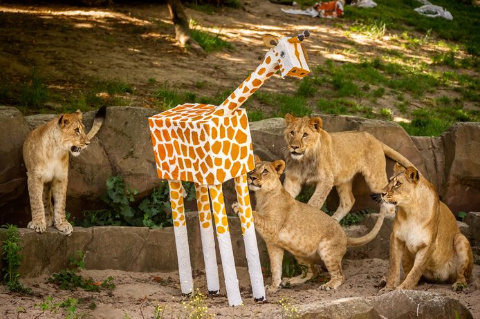 Hier staat de giraf nog recht, maar dat zal niet lang duren met onze vier enthousiaste leeuwen.