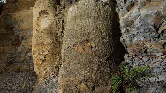 290 miljoen jaar oude fossielen van bomen gevonden in Brazilië