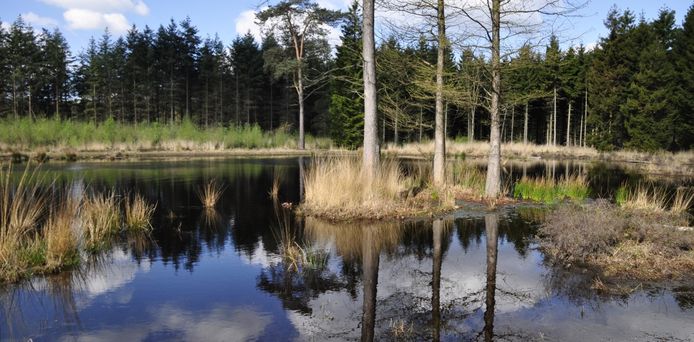 Wie graag door de natuur struint kan de Stiphoutse bossen in om dennetjes en berkenboompjes uit te trekken.