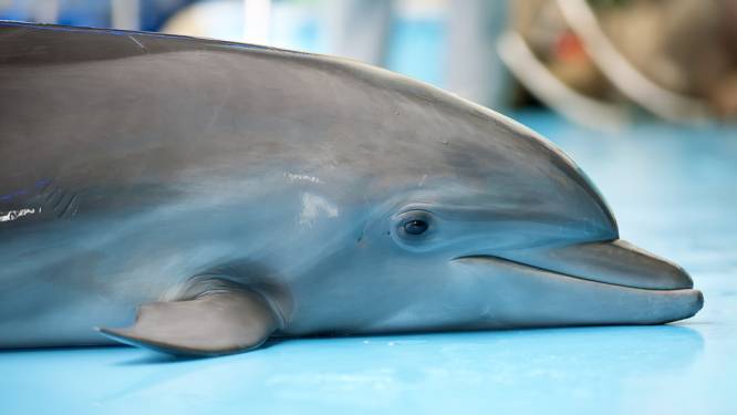 Jong dolfijntje sterft “tijdens show” in Bulgaars dolfinarium