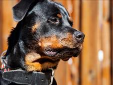 Hond slachtoffer bijt straatrover in been in Gorinchem
