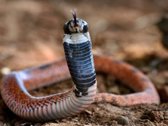 Opnieuw ontsnapt er een giftige slang in Nederland: “Het gif tast de zenuwen aan, dat kan gevaarlijk zijn”