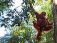 Palmolieleveranciers van snackgigant die uw favoriete koekjes maakt, vernietigden op 2 jaar tijd 25.000 hectare leefgebied van orang-oetans<br>