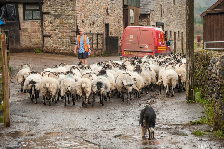 Een Britse postbode ontmoet een kudde schapen op een boerderij. Beeld Flickr Vision