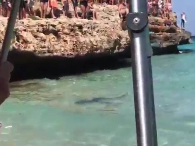 Badgasten in Mallorca opgeschrikt door meterslange haai