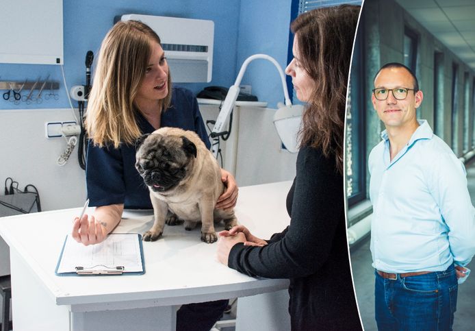 Bart Broeckx, professor dierengenetica aan de UGent, bespreekt de gezondheidsrisico's bij mopshonden en andere honden- en kattenrassen.