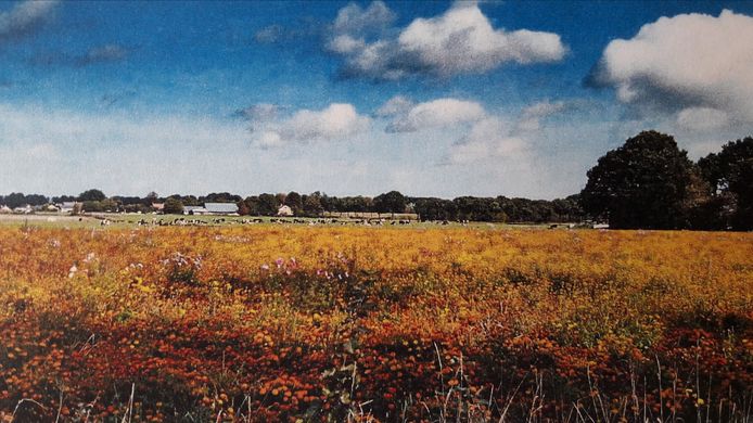 Vruchtbaar plateau met bloemen aan de noordoostkant van Rucphen, het gaat over in een lager gelegen deel. Al die verschillen in hoogte en bodemgesteldheid zijn in kaart gebracht in de nieuwe archeologienota.