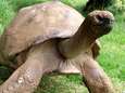 Oudste schildpad ter wereld heeft per ongeluk al 26 jaar homorelatie