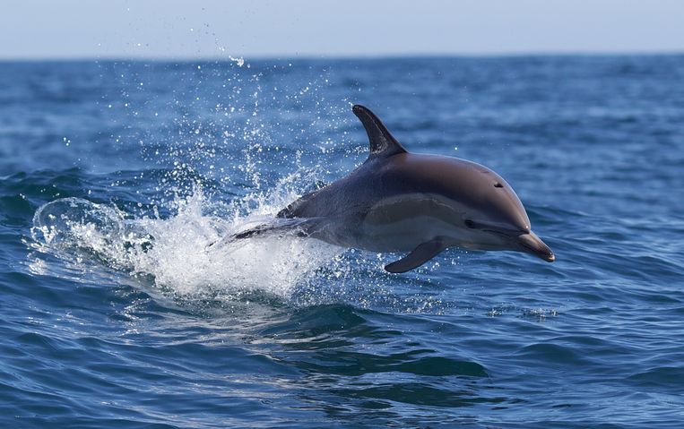 Тысячи мертвых дельфинов с начала бомбардировки