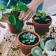 Plantenliefhebbers opgelet: met de Kneusjesbox red je ‘zielige’ planten